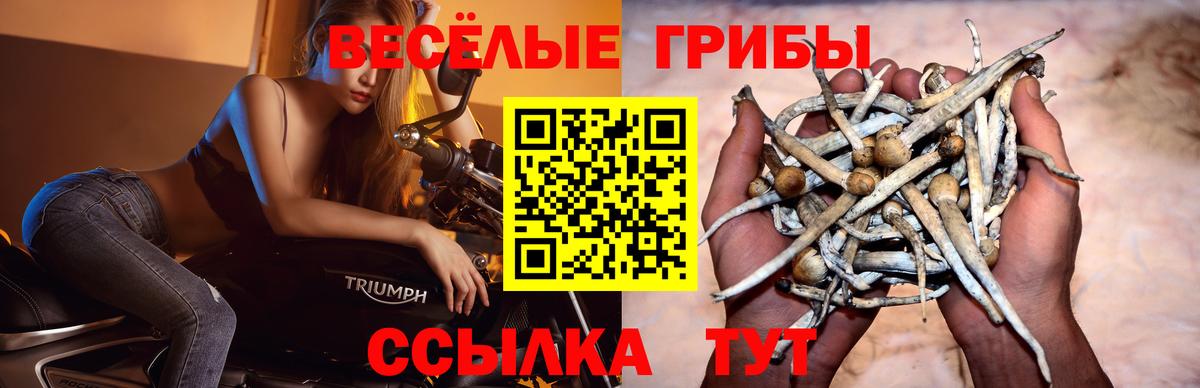 Псилоцибиновые грибы мицелий Сегежа